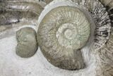 Ammonite (Orthosphinctes & Sutneria) Fossils - Germany #125892-1